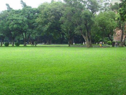 公園草坪一般種什么草