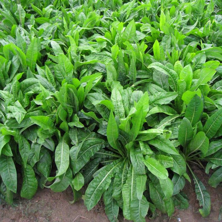 養草魚種什么草能四季不斷