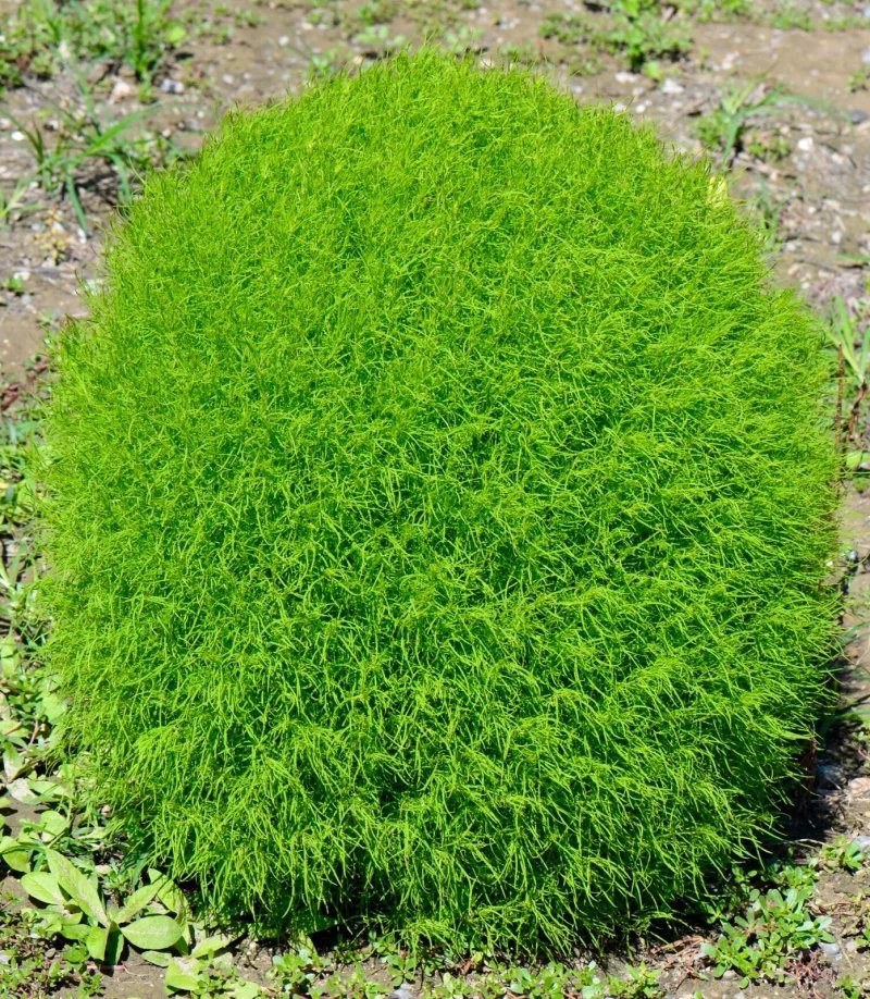 草坪種子批發