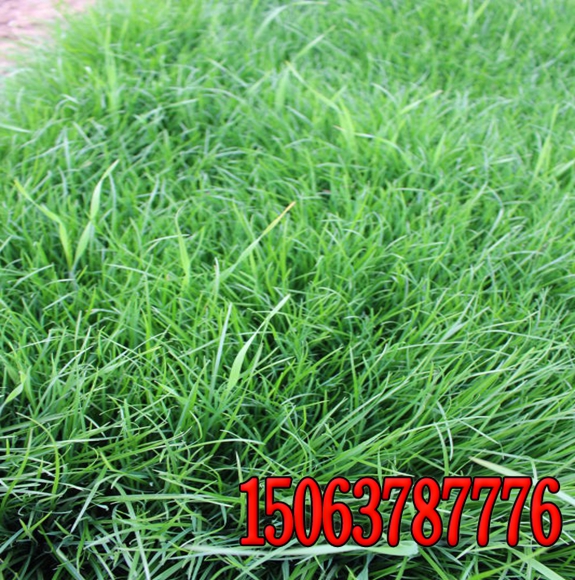 冬天適合種植什么樣的草坪種子