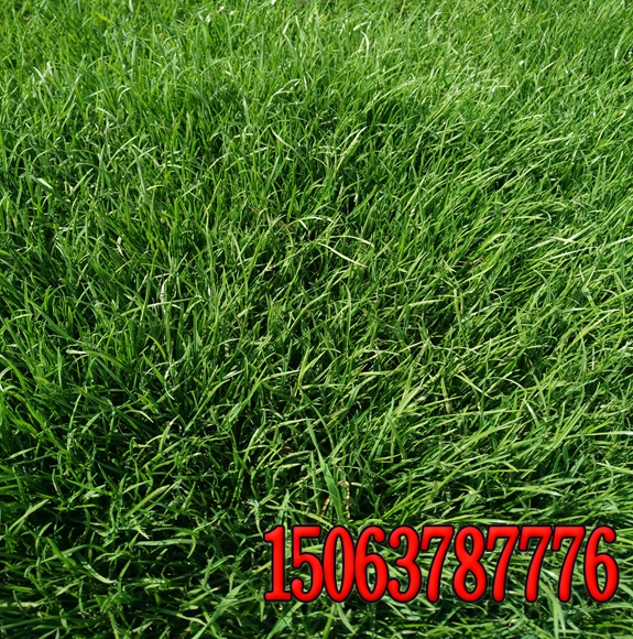 重慶適合種植什么草坪