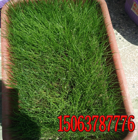 足球草坪種植什么種子