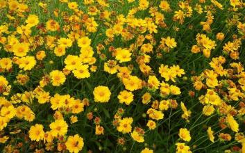 湖北波斯菊種子批發價格是多少著急用