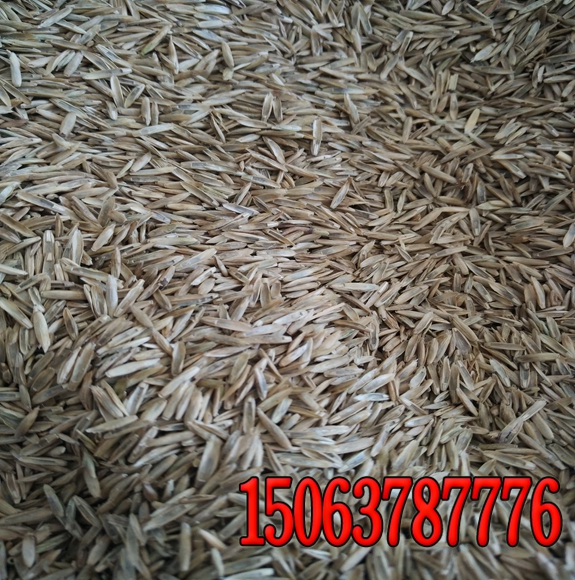 護坡黑麥草種子價格護坡黑麥草種子多少錢一斤