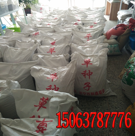 護坡黑麥草種子價格護坡黑麥草種子多少錢一斤