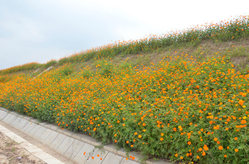 固土護坡草籽 批發