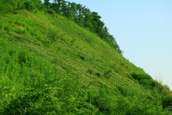 固土護坡草籽 批發