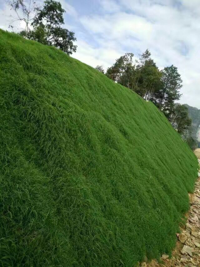 供應貴州草種護坡草種電話