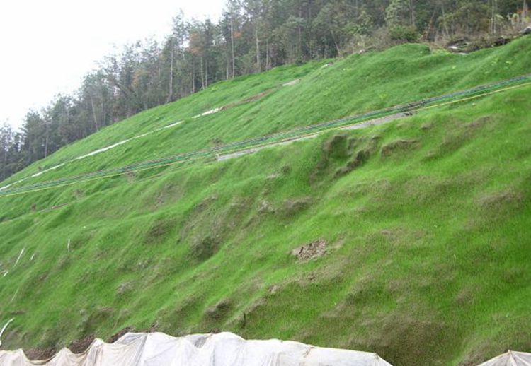 鐵路護坡草種園林護坡草種