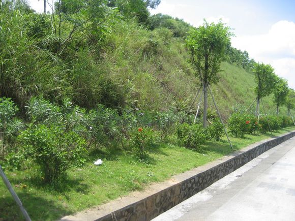 鐵路護坡草種園林護坡草種