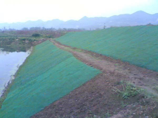 護坡草坪草籽