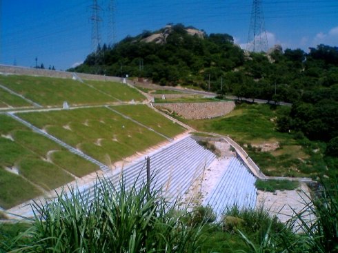 護坡草坪草籽