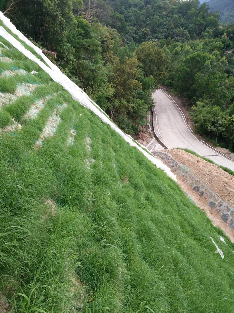黃土高原種草護坡種什么草好