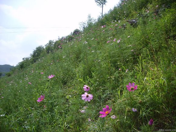 河北高速路護坡草坪草種