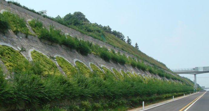 高速公路護坡草籽