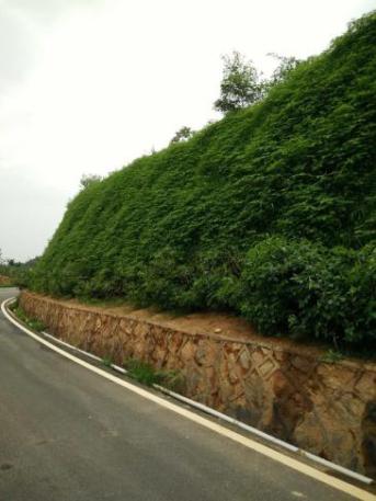 南平高速公路護坡綠化草籽