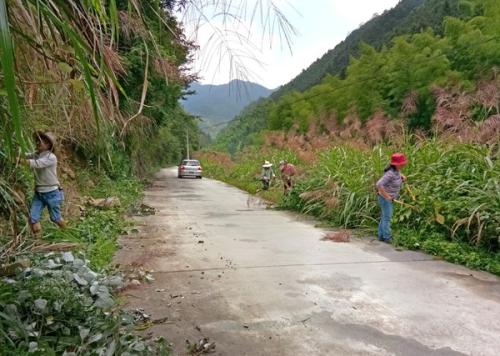 鄉村綠化街道綠化草種