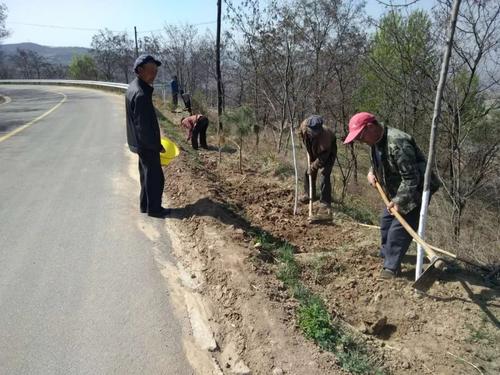 鄉村綠化街道綠化草種