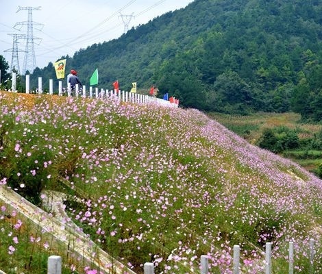 岳陽護坡草籽批發廠家