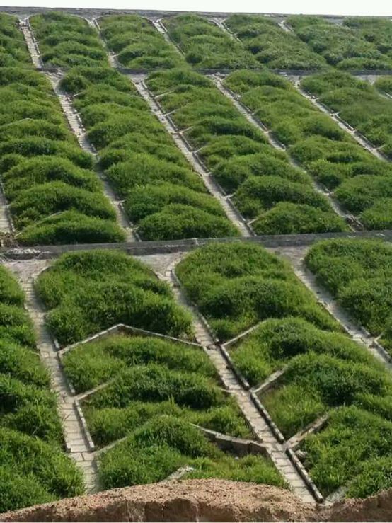 護坡草籽百喜草 種子