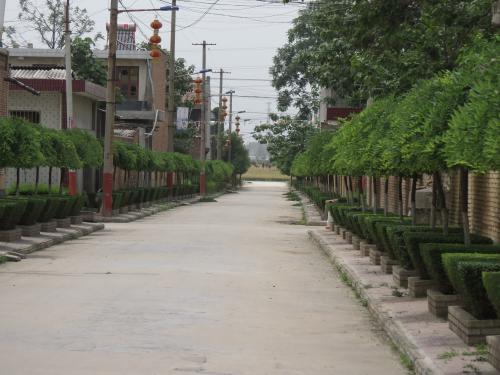鄉村道路綠化多少錢