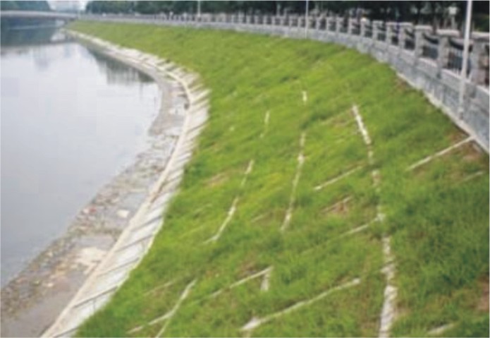 河道護坡草坪草種