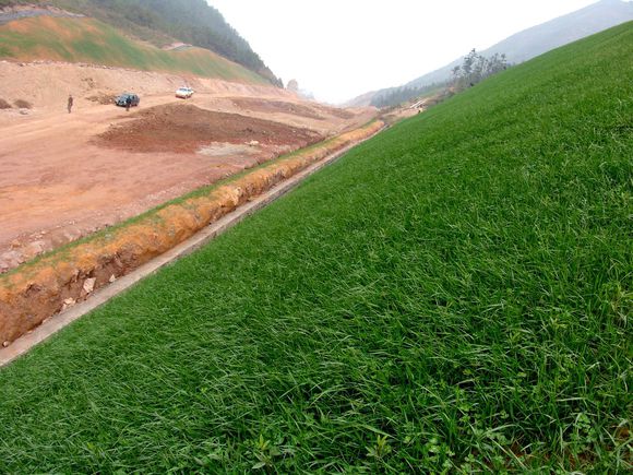 東北護坡用草種子價格行情