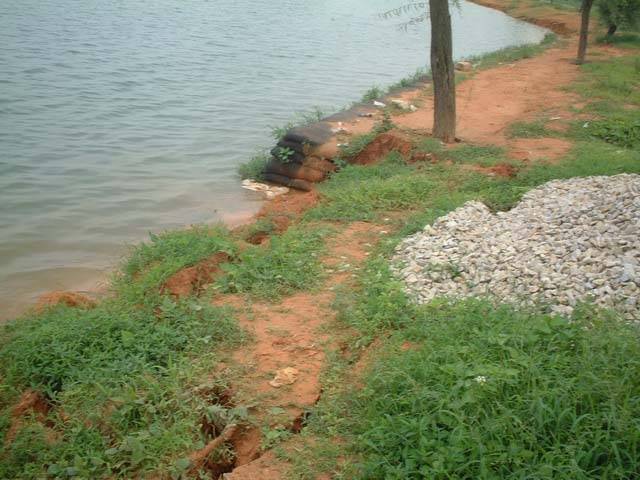 批發撒草籽護坡種子價格