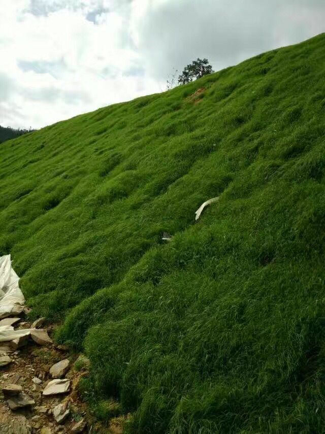 鄄城狗牙根草坪種子護坡草坪