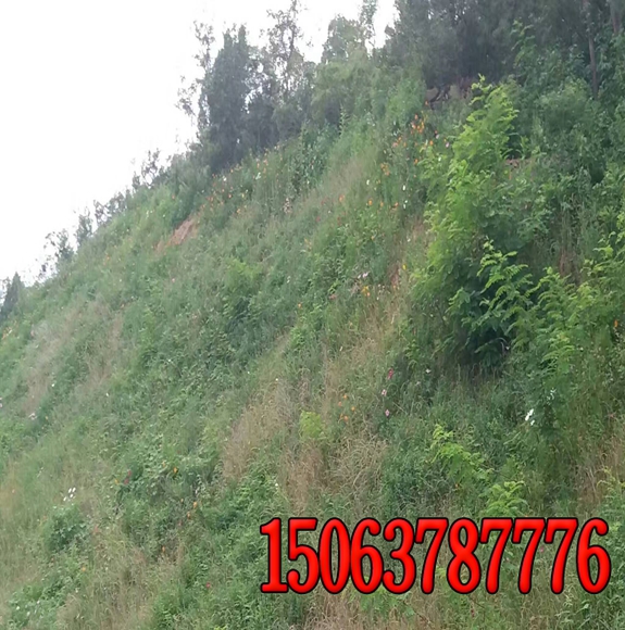 阜陽批發護坡草種價格 種子廠家