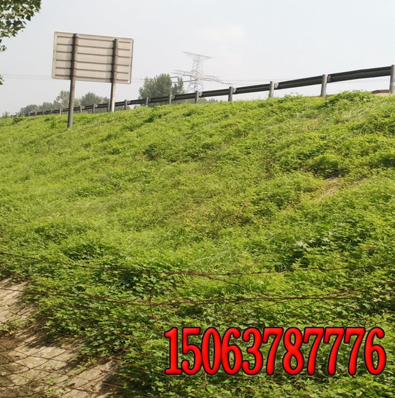 阜陽市護坡草坪種子價格報價