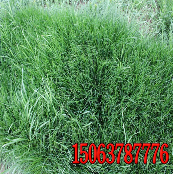 任城區批發護坡草種種子價格