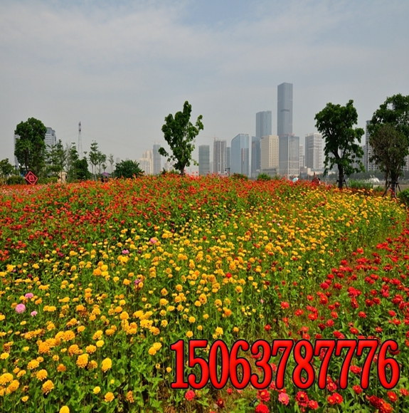 批發護坡專用草籽