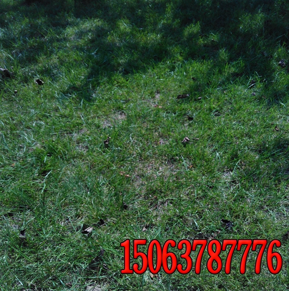 批發護坡專用草籽