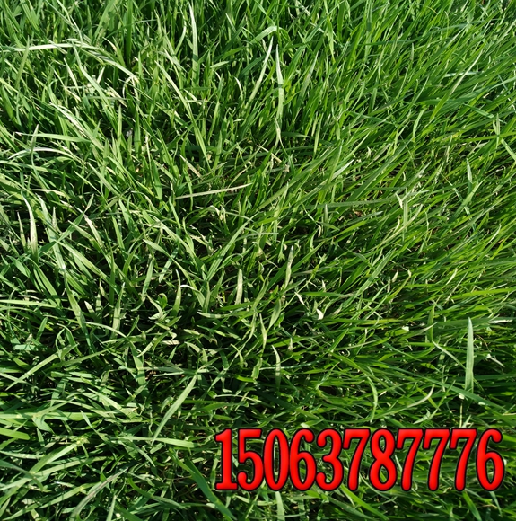 護坡型四季草籽批發價格