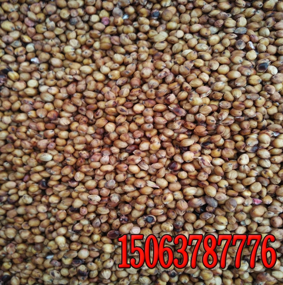 濟源鐵路護坡用什么草種好護坡草種