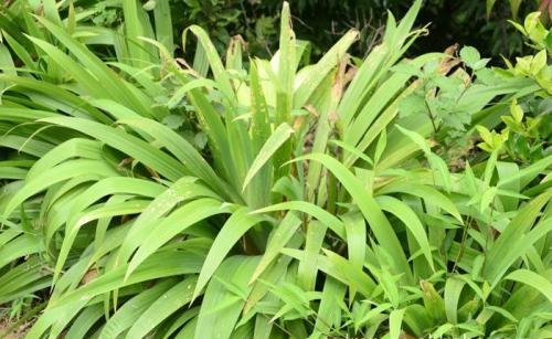 鳶尾草種子去哪里買