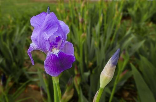 鳶尾草種子去哪里買