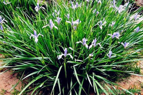 鳶尾草什么時候種植好