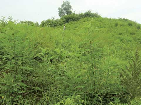 進口百喜草草籽多少錢一斤