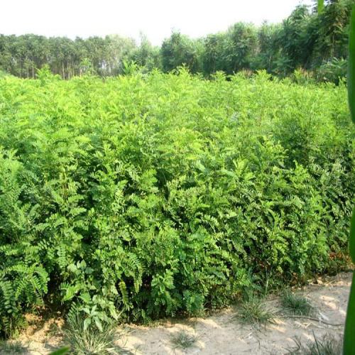 廣西草種草籽多少錢一斤