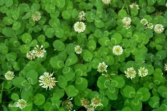 紅三葉草籽價格是多少紅三葉種植技術
