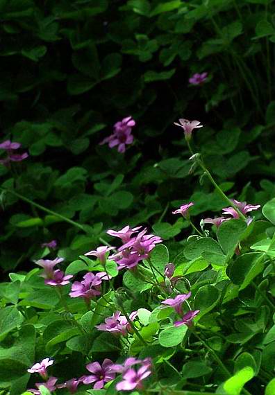 紅三葉草籽價格是多少紅三葉種植技術