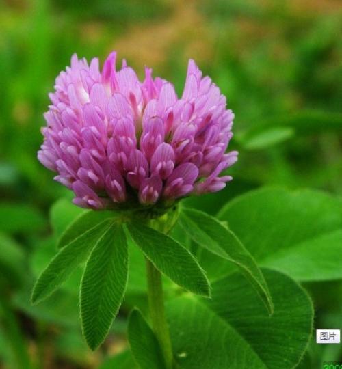 紅三葉草籽多少錢一公斤