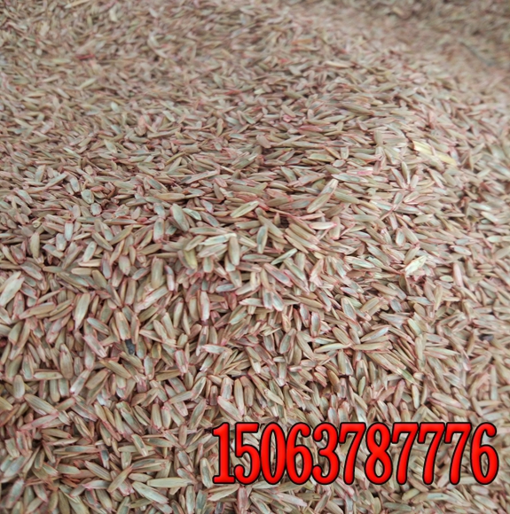 馬尼拉草籽多少錢 種子