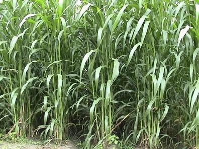 養殖牧草籽多少錢一斤