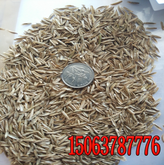 河南綠化草籽多少錢一斤