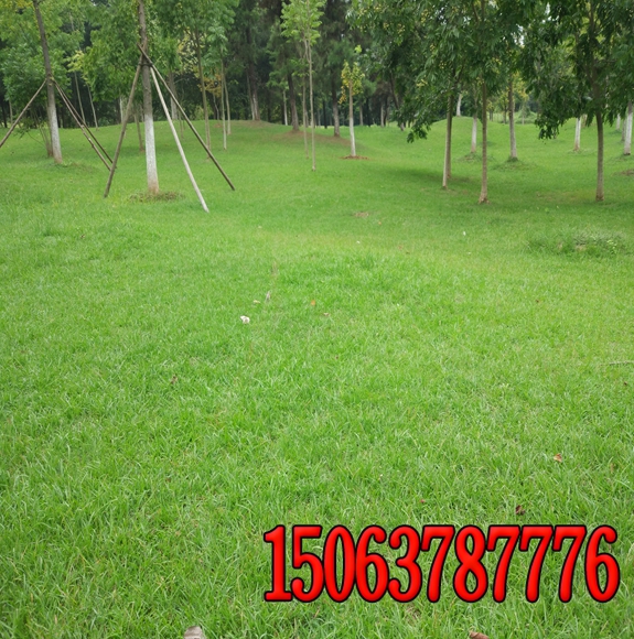 防塵草種多少錢