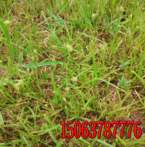 防塵草種多少錢