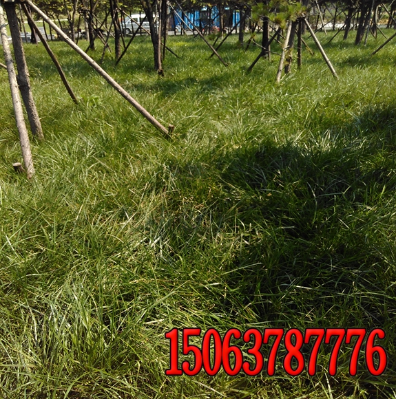 狗牙根草種多少錢一斤